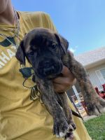 Great Dane Puppies for sale in Holden, MO 64040, USA. price: $600