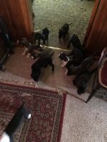 Great Dane Puppies for sale in Stone Ridge, NY, USA. price: $750