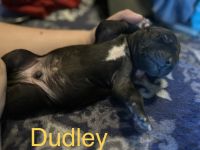 Great Dane Puppies for sale in Nampa, ID 83651, USA. price: $800