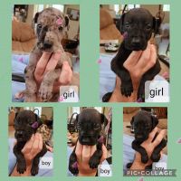 Great Dane Puppies for sale in Maryville, MO 64468, USA. price: NA
