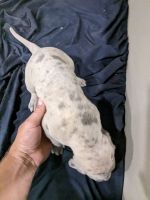Great Dane Puppies for sale in Mountain Home, ID 83647, USA. price: $1,500