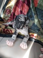 Great Dane Puppies for sale in 1141 Ashport Rd, Jackson, TN 38305, USA. price: $400,900