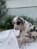 Great Dane Puppies for sale in Blount County, AL, USA. price: $1,000