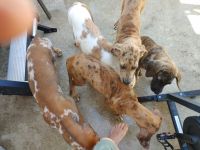 Great Dane Puppies for sale in Round Rock, TX, USA. price: $15,002,000