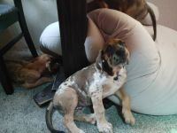 Great Dane Puppies for sale in Round Rock, TX, USA. price: $75,000