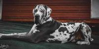 Great Dane Puppies for sale in Collegedale, TN 37363, USA. price: $1,300