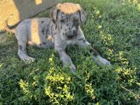 Great Dane Puppies for sale in Hubbard, OR, USA. price: $1,000
