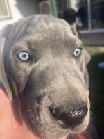 Great Dane Puppies for sale in Edwall, WA 99008, USA. price: $800
