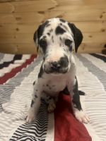 Great Dane Puppies for sale in Cleveland, TN, USA. price: $1,200