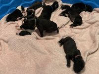 Great Dane Puppies for sale in Elkton, KY 42220, USA. price: NA
