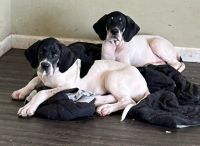 Great Dane Puppies for sale in Wichita, KS, USA. price: $1,500