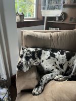 Great Dane Puppies for sale in Martinsburg, WV, USA. price: $1,000