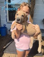 Great Dane Puppies for sale in Houston, TX, USA. price: $1,500