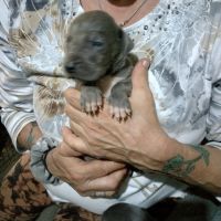 Great Dane Puppies for sale in Petersburgh, NY 12138, USA. price: $2,000