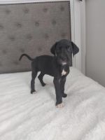 Great Dane Puppies for sale in Woodbury, TN 37190, USA. price: $850