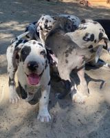 Great Dane Puppies for sale in Placerville, CA 95667, USA. price: NA
