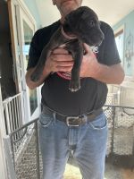 Great Dane Puppies for sale in Berlin, NH, USA. price: $900