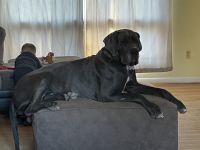 Great Dane Puppies for sale in Corning, NY 14830, USA. price: $450