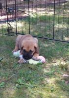 Great Dane Puppies for sale in Bruceton, TN, USA. price: $800