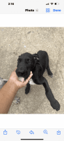 Great Dane Puppies for sale in Fall River, MA, USA. price: $1,000