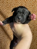 Great Dane Puppies for sale in Dawson Springs, KY 42408, USA. price: $2,000