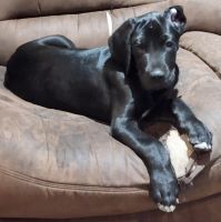 Great Dane Puppies for sale in Whalley, Surrey, BC, Canada. price: $300