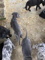 Great Dane Puppies for sale in Fayetteville, TN 37334, USA. price: NA