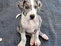 Great Dane Puppies for sale in Orlando, FL, USA. price: $1,800