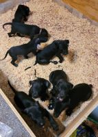 Great Dane Puppies for sale in Columbia, SC, USA. price: $800