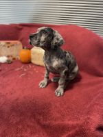 Great Dane Puppies for sale in Dickson, TN, USA. price: $1,100