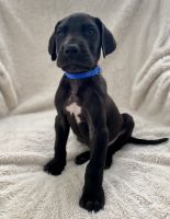 Great Dane Puppies for sale in Loxahatchee, FL 33470, USA. price: $1,000