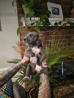 Great Dane Puppies for sale in Deltaville, VA 23043, USA. price: NA