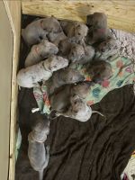 Great Dane Puppies for sale in Louisville, KY 40229, USA. price: NA