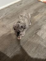 Great Dane Puppies for sale in Mobile, AL, USA. price: NA