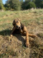 Great Dane Puppies for sale in Scottsburg, IN 47170, USA. price: $100