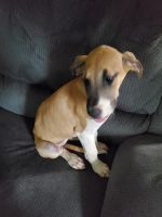 Great Dane Puppies for sale in Conyers, GA, USA. price: $1,000