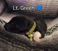 Great Dane Puppies for sale in Glenfield, NY 13343, USA. price: $2,000
