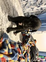Great Dane Puppies for sale in Clio, MI 48420, USA. price: $750