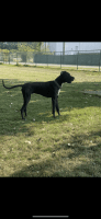 Great Dane Puppies for sale in Anderson, IN, USA. price: $800