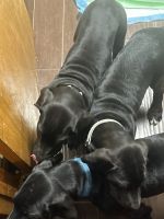 Great Dane Puppies for sale in Apple Valley, CA, USA. price: $825