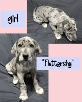 Great Dane Puppies for sale in Union, MO 63084, USA. price: $1,100