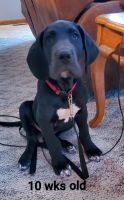 Great Dane Puppies for sale in Fremont, MI, USA. price: $1,800
