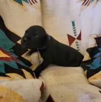 Great Dane Puppies for sale in Surprise, AZ, USA. price: $1,000