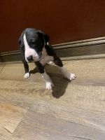 Great Dane Puppies for sale in Lancaster, OH 43130, USA. price: $800
