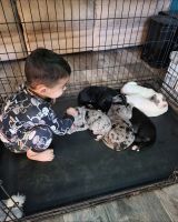 Great Dane Puppies for sale in Apple Valley, CA 92308, USA. price: $1,500