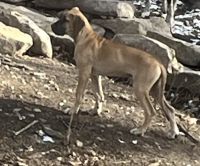 Great Dane Puppies for sale in Spring Mills, PA 16875, USA. price: $1,000