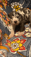 Great Dane Puppies for sale in Mt Sterling, KY 40353, USA. price: $900