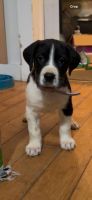 Great Dane Puppies for sale in Ashford, Connecticut. price: $1,100