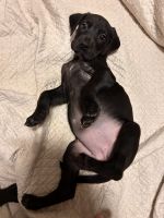 Great Dane Puppies for sale in Phenix City, Alabama. price: $500