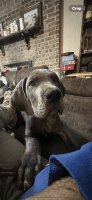 Great Dane Puppies for sale in Tulsa, Oklahoma. price: NA
